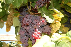More Grapes