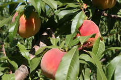Peaches