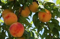 Mmmm.. Peaches