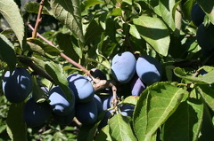 Plums