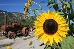 Sunflowers
