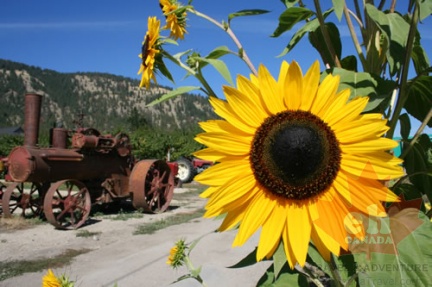 Sunflowers
