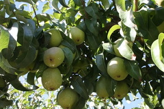 Pears