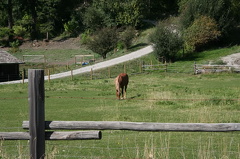 Horseback Riding