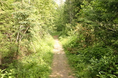 Hiking in the Trees