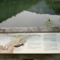 Olive Lake
