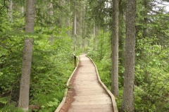 Boardwalk Trail
