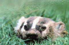 Badger