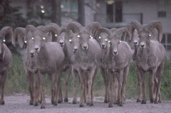 Bighorn Sheep