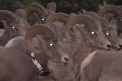 Bighorn Sheep