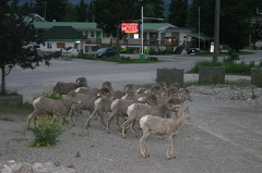 Bighorn Sheep