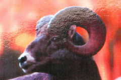 Bighorn Sheep