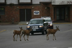 Deer Crossing