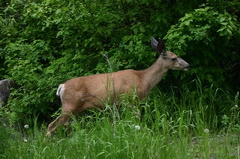 White Tail Deer