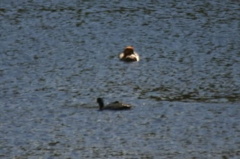 Ducks