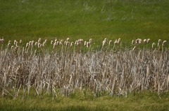 Bull Rushes