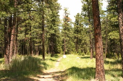Hiking in the Trees