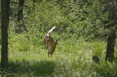 White Tail Deer