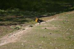 Birdwatching