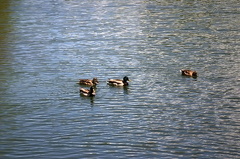 Ducks