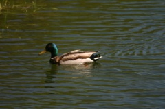 Mallard Duck