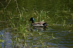 Mallard Duck