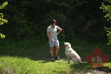 Dog Walking