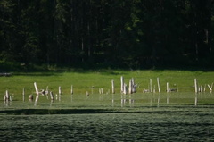 Lake Trees