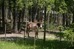 Donkey