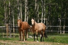Horses