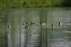 Birdwatching