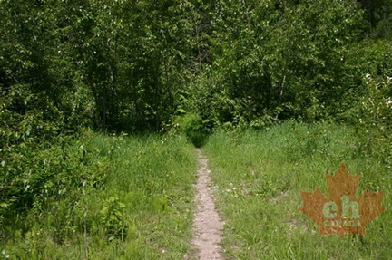 Trail