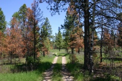 Pine Beetle