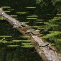 Painted Turtles