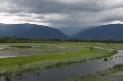 Wetlands