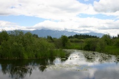 wetlands