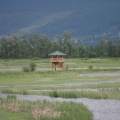 Lookout Tower