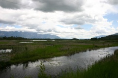 Wetland Views