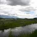 Wetland Views