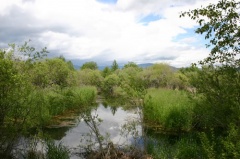 Wetlands
