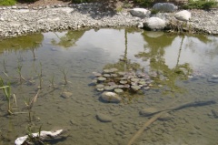 Park Pond