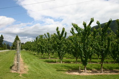 Erickson Orchards