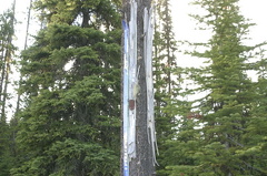 Ski Tree