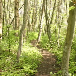 Cemetery Trail