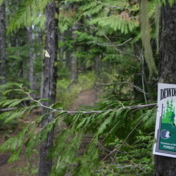 Dewdney Trail
