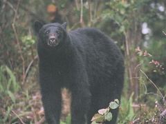Black Bear