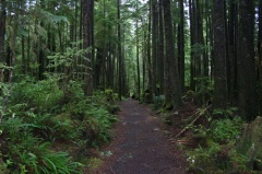 Forest Trail