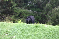 Black Bear