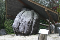 Worlds Largest Burl