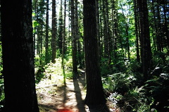 Forests